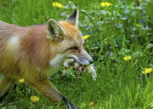 Red fox (Vulpes vulpes) running through meadow with mouthful of chicks after raiding chicken coop