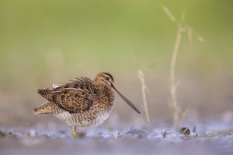Common Snipe (Gallinago gallinago) foraging, Poland, Europe