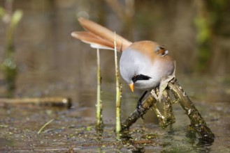Bearded Reedling (Panurus biarmicus) male foraging in reedbed, Mecklenburg-Western, Pomerania,