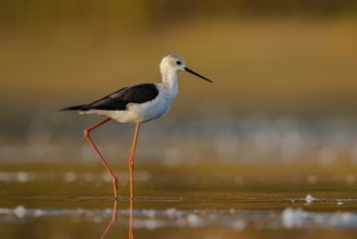 Black-winged Stilt (Himantopus himantopus) foraging, North Rhine-Westphalia, Germany, Europe