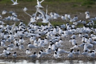 Sandwich Tern (Thalasseus sandvicensis) group, Netherlands