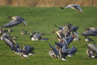 Pink-footed Goose (Anser brachyrhynchus), Friesland, Netherlands