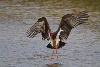 Black Stork (Ciconia nigra) foraging, Greece, Europe
