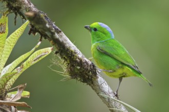 Golden-browed Clorophonia (Chlorophonia callophrys) perched on a branch in Costa Rica, Central