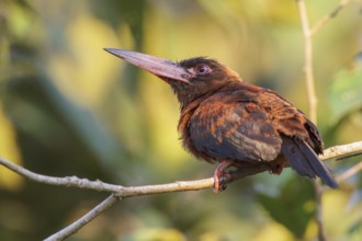 Purus Jacamar (Galbalcyrhynchus purusianus) perched on a branch in Manu National Park, Peru, South