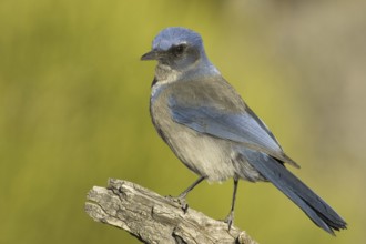California Scrub Jay (Aphelocoma californica), Utah, USA, North America
