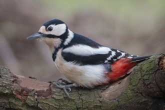 Great Spotted Woodpecker (Dendrocopos major) female, Lower Saxony, Germany, Europe