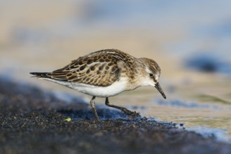 Little Stint (Calidris minuta) foraging, Eilat, Israel, Asia