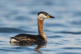 Red-necked Grebe (Podiceps grisegena), Eilat, Israel, Asia