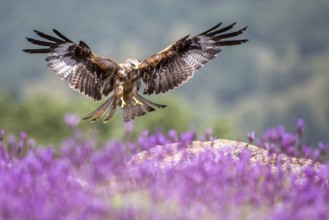 Red Kite (Milvus milvus) landing, Madrid, Spain, Europe