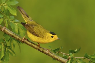 Wilson's Warbler (Cardellina pusilla), Texas, USA, North America