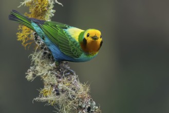 Multicolored Tanager (Chlorochrysa nitidissima) perched on a branch in Colombia, South America