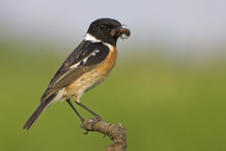 European Stonechat (Saxicola rubicola) male, Rhineland-Palatinate, Germany, Europe