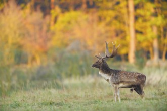 Damhirsch, Dama dama Fallow Deer, Dama dama