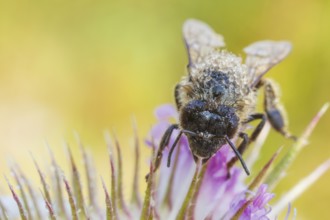 Westliche Honigbiene, Apis mellifera Western Honey Bee, Apis mellifera