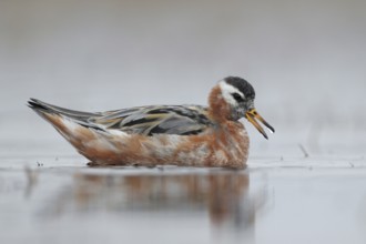 Red Phalarope (Phalaropus fulicarius), Alaska, USA, North America