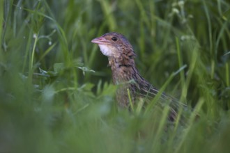 Corn Crake (Crex crex) male, Saxony, Germany, Europe