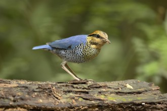 Blue Pitta (Hydrornis cyaneus) male perched on an old tree trunk, Kaeng Krachan, Thailand, Asia