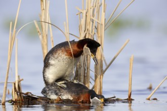 Red-necked Grebe (Podiceps grisegena) pair mating, Mecklenburg-Western Pomerania, Germany, Europe