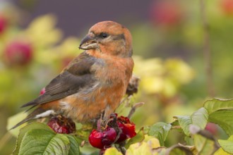 Common Crossbill - Fichtenkreuzschnabel - Loxia curvirostra ssp. curvirostra, Germany, adult male,