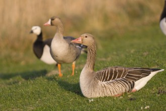Greylag Goose (Anser anser), Schleswig-Holstein, Germany, Europe