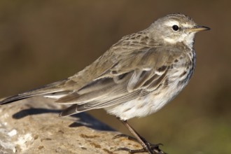 Water Pipit (Anthus spinoletta), Castile-La Mancha, Spain, Europe