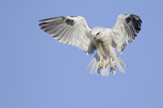 Black-shouldered Kite (Elanus axillaris) flying, Western Australia, Australia, Oceania