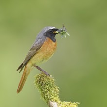 Redstart (Phoenicurus phoenicurus), male with caterpillars in beak on mossy branch, songbird,