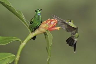 Green-crowned Brilliant (Heliodoxa jacula), Costa Rica, Central America