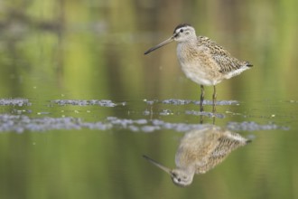 Short-billed Dowitcher (Limnodromus griseus), Ontario, Canada, North America