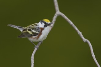 Chestnut-sided Warbler (Setophaga pensylvanica) singing, Ontario, Canada, North America