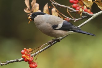 Eurasian Bullfinch (Pyrrhula pyrrhula) female, Lower Saxony, Germany, Europe