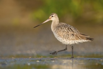 Bar-tailed Godwit (Limosa lapponica) foraging, Queensland, Australia, Oceania