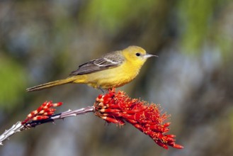 Hooded Oriole Icterus cucullatus Amado, Arizona, United States 16 April Adult Female Icteridae