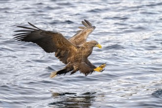 White-tailed eagle (Haliaeetus albicilla), in flight, Lofoten, Norway, Europe