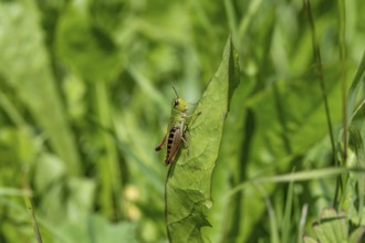 Great green bush cricket (locusta), grasshopper, on a leaf in a meadow, Tyrol, Austria, Europe