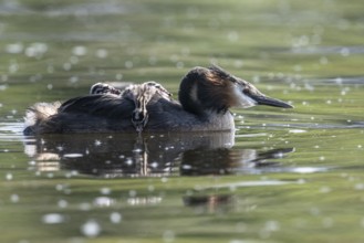 Great Crested Grebe (Podiceps Scalloped ribbonfish) with juveniles, Emsland, Lower Saxony, Germany,