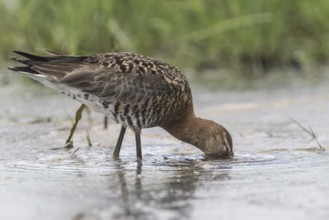 Black-tailed godwit (Limosa limosa), Lower Saxony, Germany, Europe