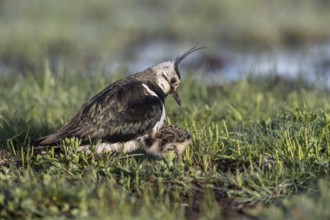 Lapwing (Vanellus vanellus) with young, Lower Saxony, Germany, Europe