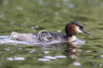 Great Crested Grebe (Podiceps Scalloped ribbonfish) with juvenile, Emsland, Lower Saxony, Germany,