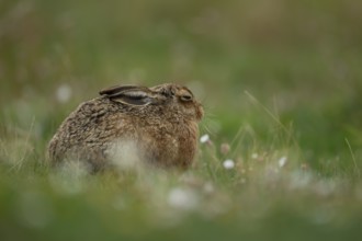 European brown hare (Lepus europaeus) adult animal sleeping in grassland in summer, England, United