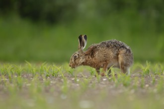 European brown hare (Lepus europaeus) adult animal feeding in a farmland maize field in summer,
