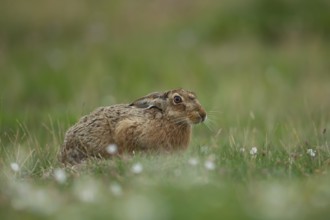 European brown hare (Lepus europaeus) adult animal in grassland in summer, England, United Kingdom,