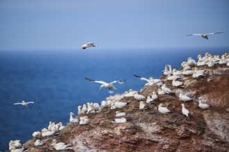 Northern gannet (Morus bassanus) flying over the cliffs, wildlife, Helgoland, Germany, Europe
