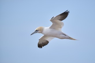 Northern gannet (Morus bassanus) flying in the sky, wildlife, Helgoland, Germany, Europe