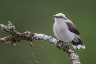 Masked Water Tyrant (Fluvicola nengeta) perched on a branch in the Atlantic rainforest of southeast