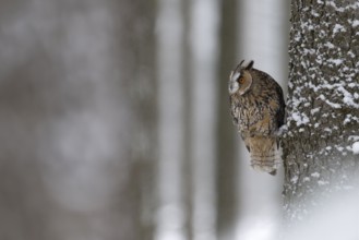 Long-eared owl (Asio otus) in a winter forest, Czech Republic, Europe
