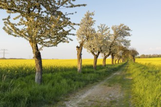 Alley with blossoming fruit trees between rape fields in bloom, field path near Wölkisch, Saxon