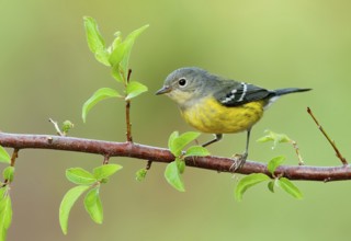 Magnolia Warbler (Setophaga magnolia), Texas, USA, North America
