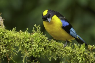 Blue-winged Mountain Tanager (Anisognathus somptuosus) perched on a branch in the Andes Mountains